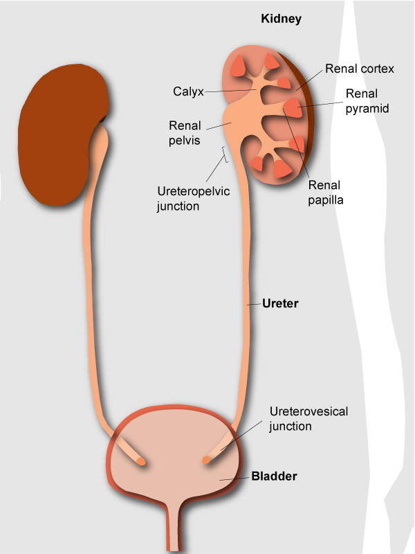 Diagram of urinary system anatomy 